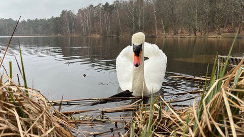 Der Vogelwoog in Kaiserslautern im Winter