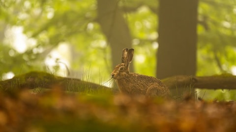 Im Pfälzerwald untersuchen Forscher das Leben der Feldhasen