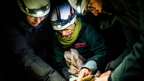 Im Pfälzerwald untersuchen Forscher das Leben der Feldhasen