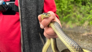 Hubert Laufer hält eine Schlange in seinen beiden Händen.