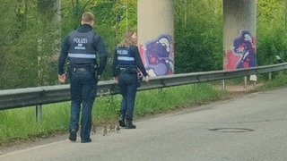 Die Polizei hat in Zweibrücken eine Gänsefamilie sicher über eine Landesstraße eskortiert.
