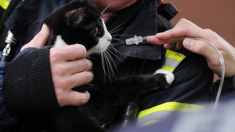 Die Feuerwehr rettet Katze und Hund aus einem brennendem Haus im Kreis Kaiserslautern. Feuerwehrmann mit Katze.