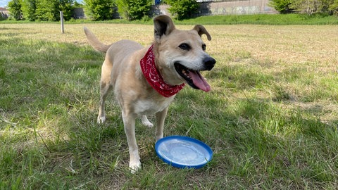 Auf der neuen Hundewiese in Zweibrücken spielt ein Hund.