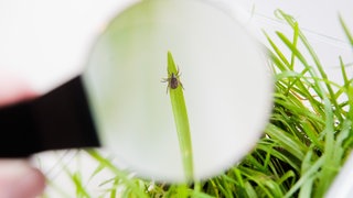 Zecke auf einem Grashalm unter einer Lupe betrachtet. In der Westpfalz gibtes immer mehr Zecken. Die können Krankheiten übertragen wie zum Beispiel FSME oder die Lyme-Borreliose.