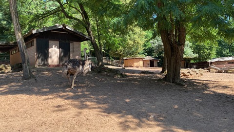 Tiere im Zoo Kaiserslautern bei Hitze