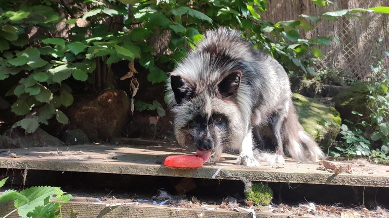 Silberfuchs Jackson kühlt sich in der Tierauffangstation in Maßweiler bei Hitze ab