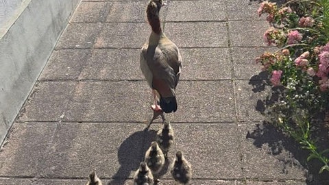Nilgänse mit Küken laufen auf einer Straße - Polizei rettet Nilgänse in Zweibrücken