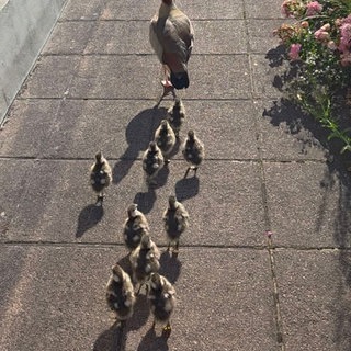 Nilgänse mit Küken laufen auf einer Straße - Polizei rettet Nilgänse in Zweibrücken