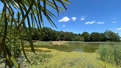 Der Seewoog bei Ramstein-Miesenbach (Kreis Kaiserslautern) in der Sommer-Sonne.