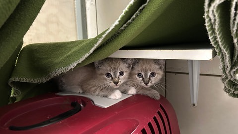 Zwei Kätzchen verstecken sich im Tierheim Kaiserslautern unter einer Decke.