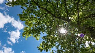Blaumer Himmel, Sonnenschein und ein grüner Baum.