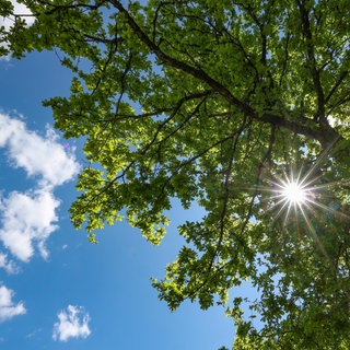 Blaumer Himmel, Sonnenschein und ein grüner Baum.