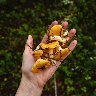 Die Pilze Pfifferlinge liegen auf einer Hand im Pfälzerwald.