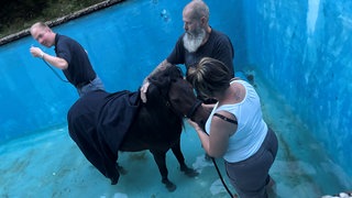 Ein Pferd steht in einem Pool in Trippstadt, in den es aus Versehen gefallen ist. Feuerwehr und Tierrettung sind im Einsatz, um es zu retten.