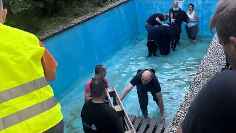 Ein Pferd steht in einem Pool in Trippstadt, in den es aus Versehen gefallen ist. Feuerwehr und Tierrettung sind im Einsatz, um es zu retten.