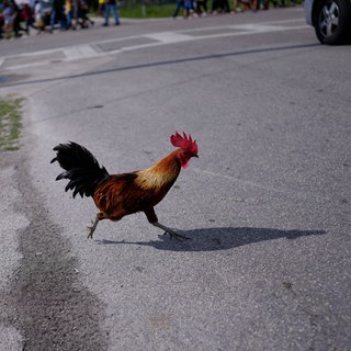 Ein Hahn ist in der Südwetpfalz aus einem Baum auf ein Auto getsürzt.