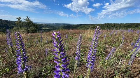 Blauer Himmel und Schönwetterwolken über Falkenstein im Donnersbergkreis im Sommer im August.