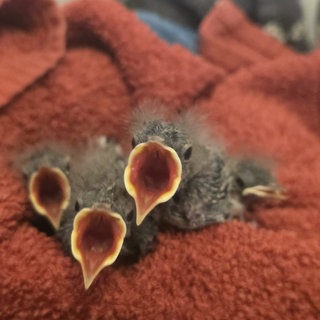 Immer mehr Vögel in Kaiserslautern und Region brauchen aufgrund der Hitze, Hilfe von Vogelschützern. 
