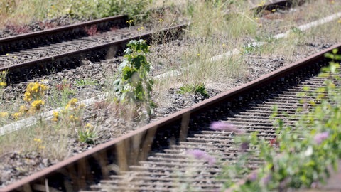 Alte Bahngleise, die von Unkraut überwuchert sind. Die Bahnstrecke zwischen Zweibrücken und Homburg soll ab Oktober raktiviert werden. 