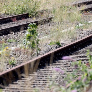 Alte Bahngleise, die von Unkraut überwuchert sind. Die Bahnstrecke zwischen Zweibrücken und Homburg soll ab Oktober raktiviert werden. 