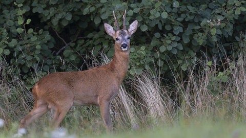 Ein Reh steht am Waldrand im Pfälzerwald. Wildtiere fressen junge Bäume und gefährden die Wälder in der Westpfalz.