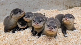 Im Zoo Kaiserslautern wachsen seit Juni sechs quirlige Otter-Babys heran.