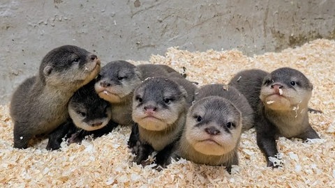 Munter schauen die sechs Otterbabys aus dem Zoo in Kaiserslautern Siegelbach in die Kamera