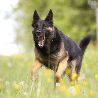 Ein Schäferhund zeigt seine Zähne (Symbolbild)