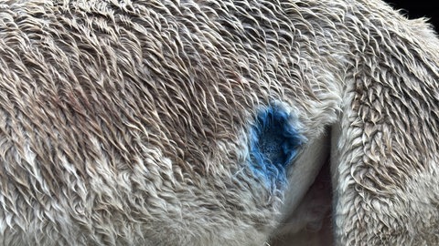Die Hunde haben das Alpaka währrend der Attacke in der Südwestpfalz gebissen. 