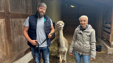 Alpaka Toni wird von Familie Riede aus der Südwestpfalz liebevoll versorgt.