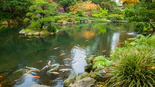 Japanischer Garten Kaiserslautern im Herbst