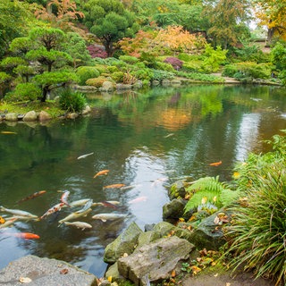 Japanischer Garten Kaiserslautern im Herbst