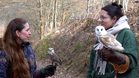 Wandern mit Eulen - Kanincheneule und Schleiereule - in Neuhemsbach bei Kaiserslautern