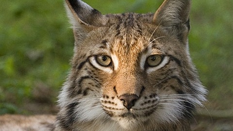 Die Ohren sind neben der Größe ein Merkmal des Luchses, um sie von unseren herkömmlichen europäischen Katzen zu unterscheiden.