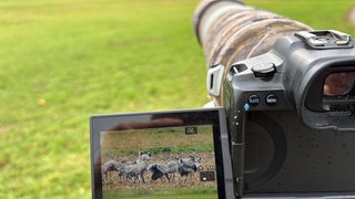 Vogelbeobachter Alexander Weis beobachtet Kraniche auf einer Wiese bei Bruchmühlbach-Miesau.
