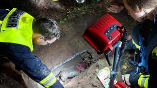 Freiwillige Feuerwehr aus Waldischbach rettet Hund aus Kanalrohr