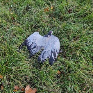 Ein toter Kranich, der das Vogelgrippe-Virus in sich trug, ist Schuld an der Ausbreitung im Westen der Pfalz.