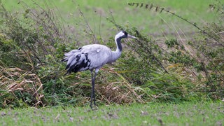 In der Westpfalz sind mittlerweile 14 Kraniche an der Vogelgrippe gestorben