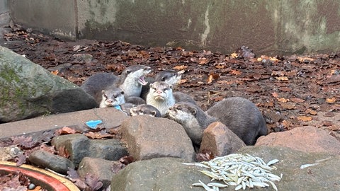 Die Otter aus dem Zoo Kaiserslautenr haben sich mittlerweile zu Jungtieren entwickelt.