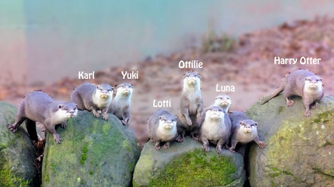 Abstimmung beendet: Die süßen Babyotter im Zoo Kaiserslautern haben jetzt Namen.