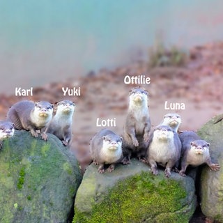 Abstimmung beendet: Die süßen Babyotter im Zoo Kaiserslautern haben jetzt Namen.