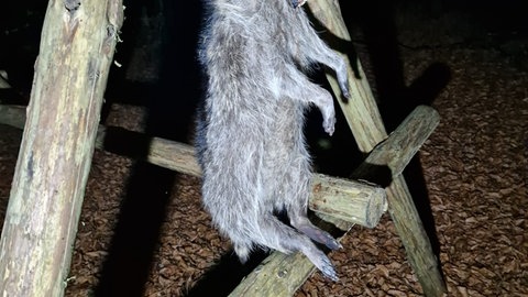 Ein toter Waschbär liegt auf dem Seitenstreifen, nachdem er von einem Auto erfasst und getötet worden ist. 