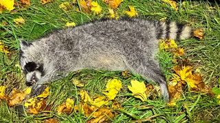 Ein toter Waschbär liegt auf dem Seitenstreifen, nachdem er von einem Auto erfasst und getötet worden ist. 