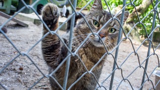 Eine Katze schaut aus einem Außengehege eines Tierheims (Symbolbild)