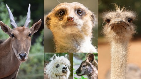 An Weihnachten hat sich der Zoo etwas Besonderes überlegt. Die Besucher zahlen das, was sie können. 