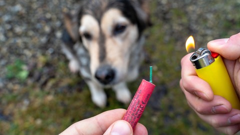 Hund hinter einem Böller, der gerade angezündet wird