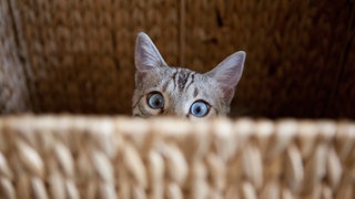 Eine Katze versteckt sich in einem Korb. 
