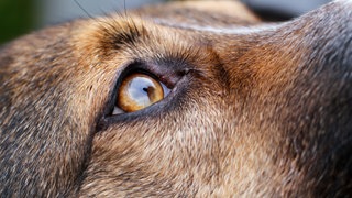 Ein trauriger Hundeblick. (Symbolbild: picture alliancedpa | Wolfgang Hoppe)