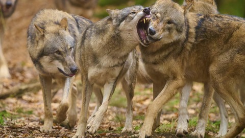 Wolf im herbstlichen Wald