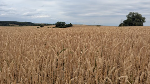 Regenwolken über einem Kornfeld im Sommer bei Zweibrücken.